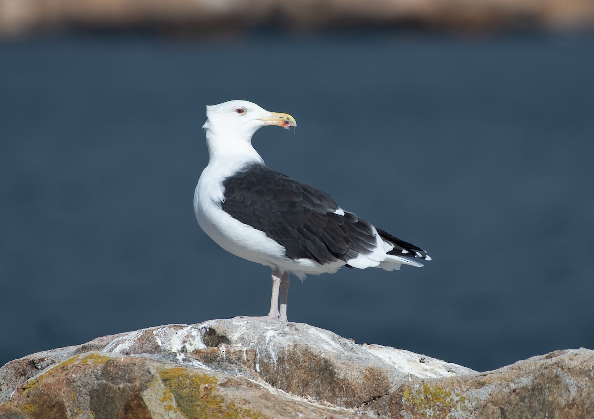 Great Black-backed Gull - ML644841501