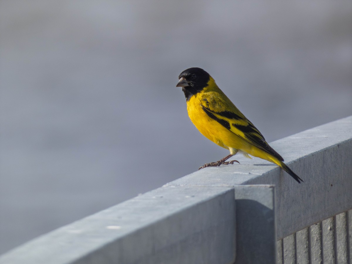 Hooded Siskin - ML644841503