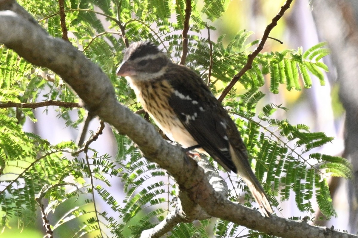 Rose-breasted Grosbeak - ML644841515