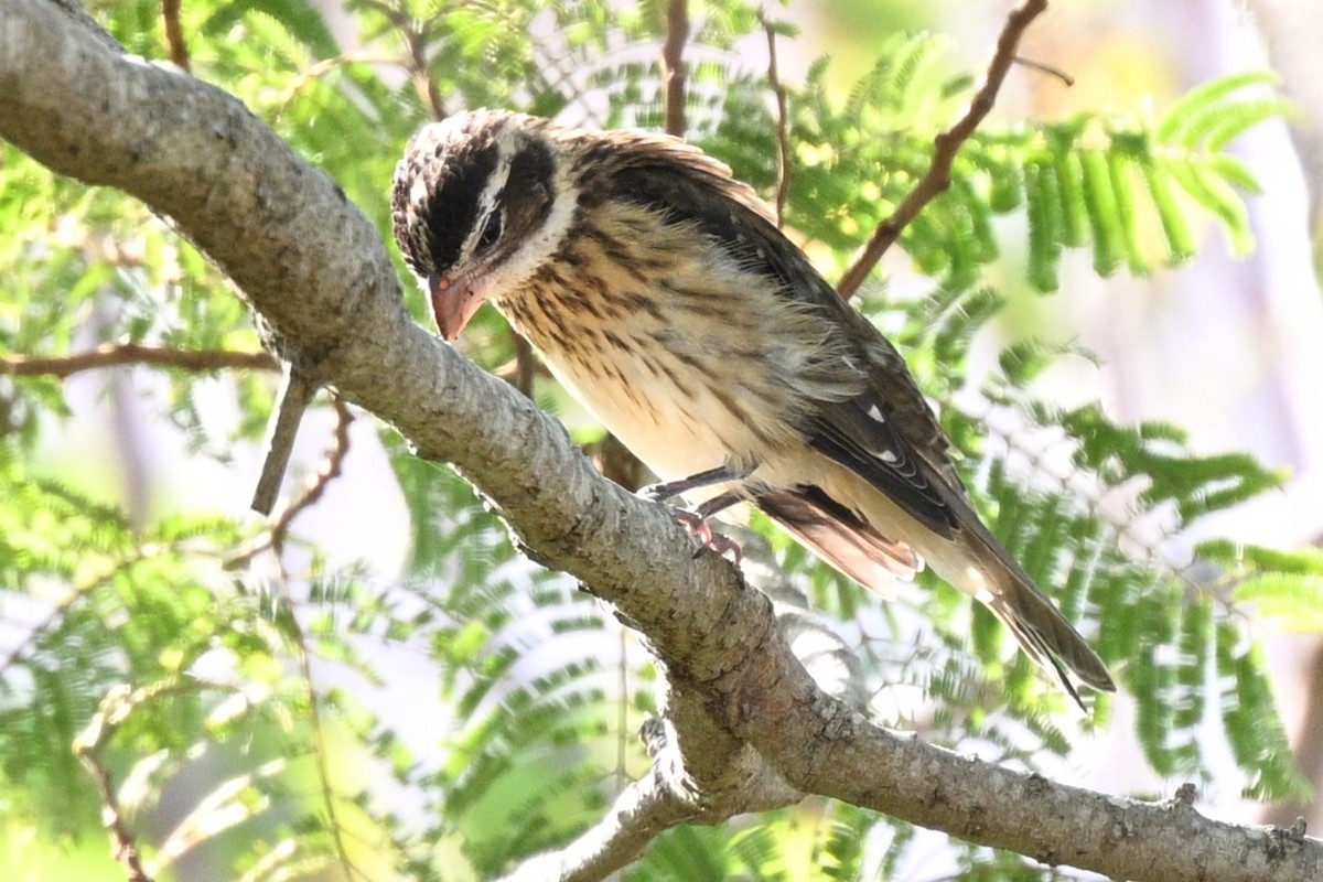 Rose-breasted Grosbeak - ML644841516