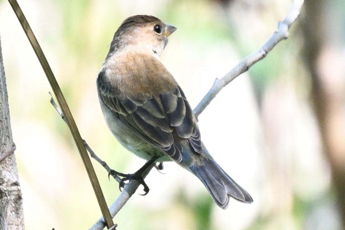 Индиговый колорин - ML644841526