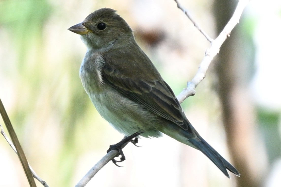 Индиговый колорин - ML644841527