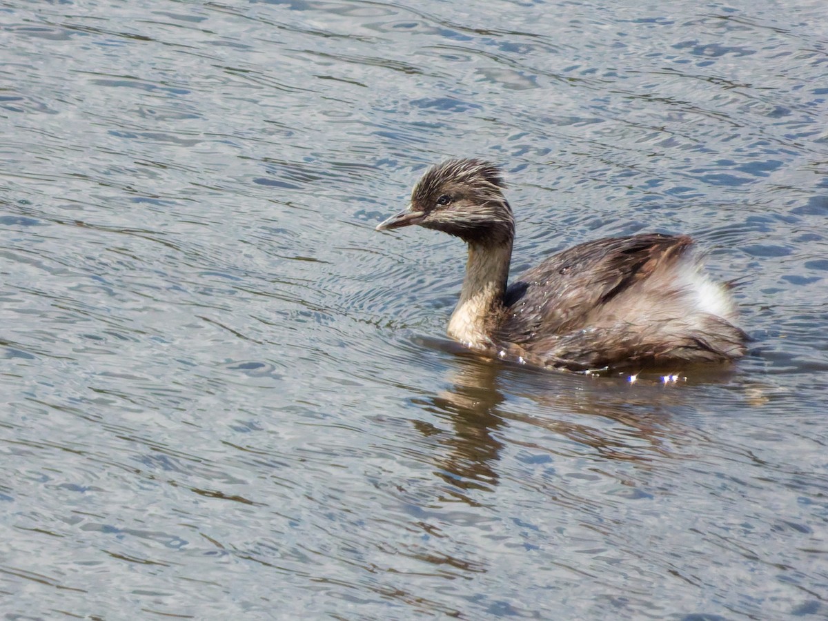 Hoary-headed Grebe - ML644841535