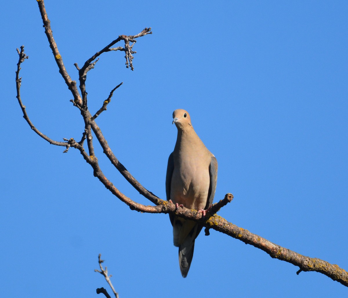 ナゲキバト - ML644841536