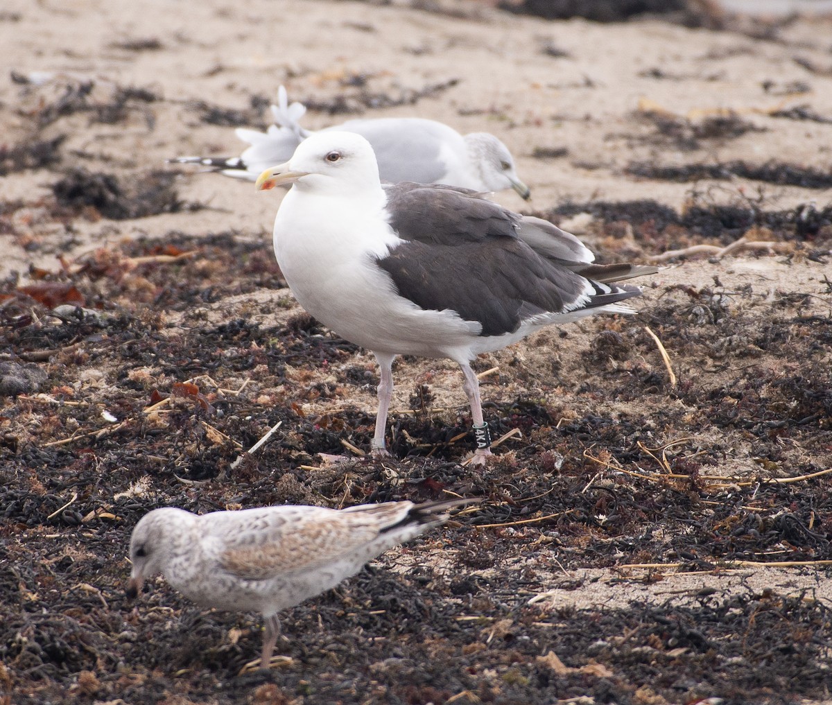 Great Black-backed Gull - ML644841561