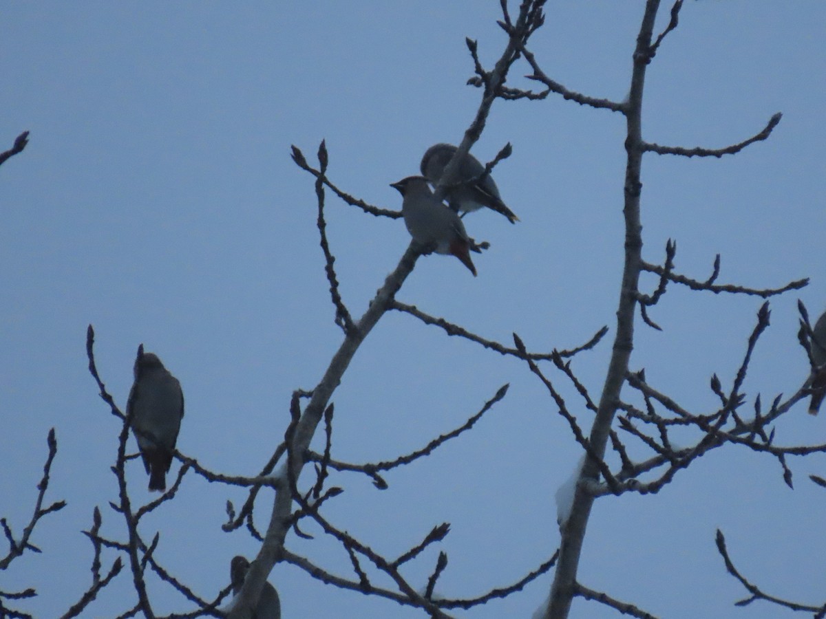 Bohemian Waxwing - ML644841574