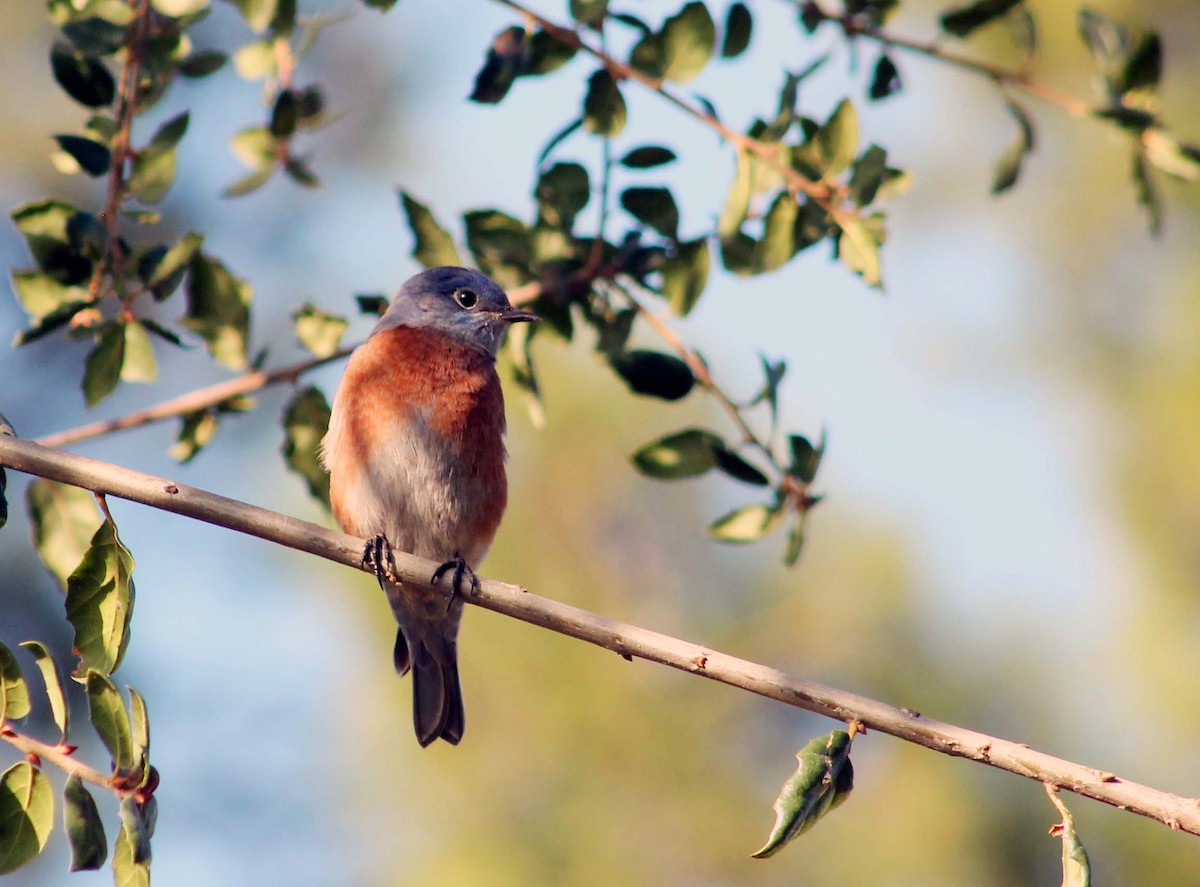 vestblåfugl - ML644841575