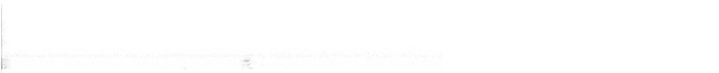 Koartza hauskara amerikarra - ML644841577