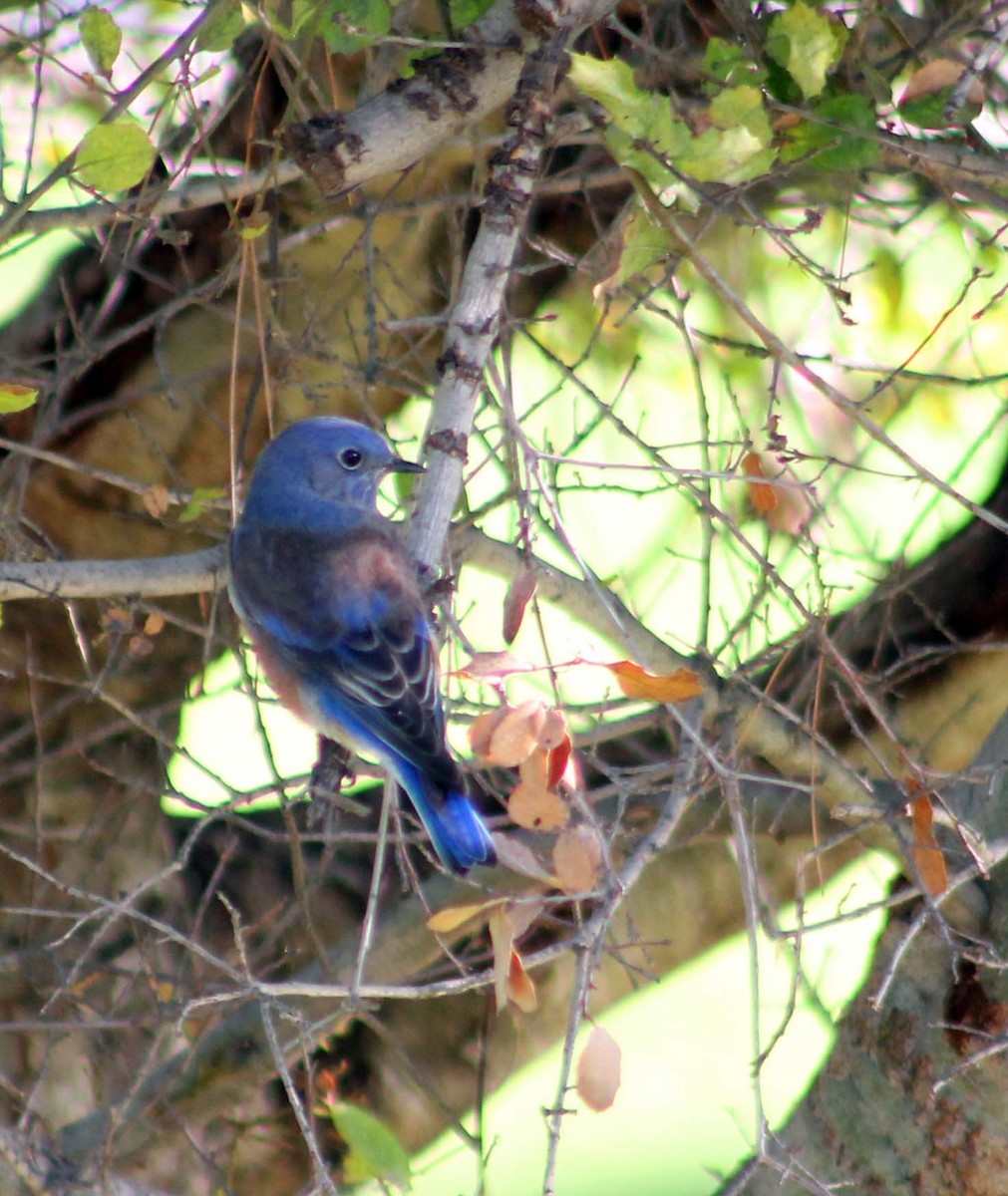 vestblåfugl - ML644841578