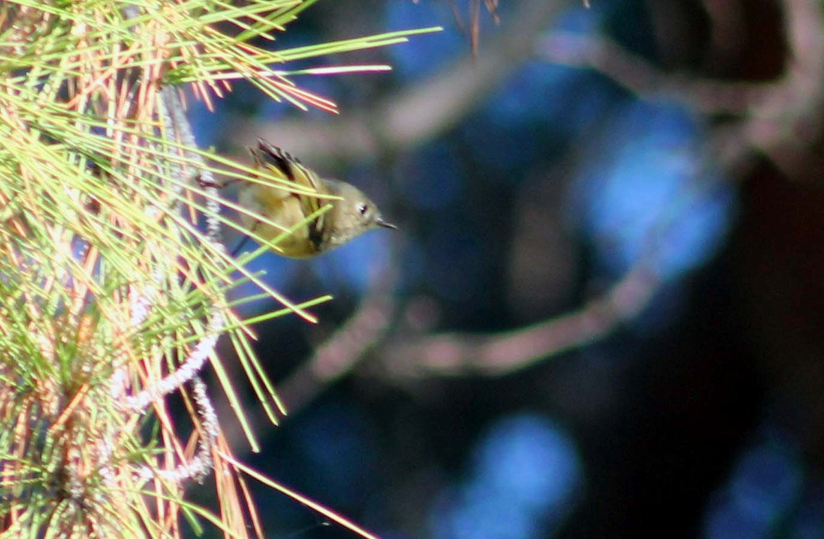 Ruby-crowned Kinglet - ML644841580