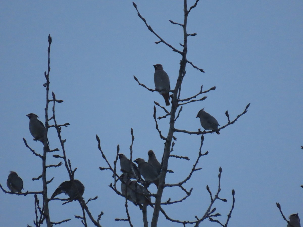 Bohemian Waxwing - ML644841581