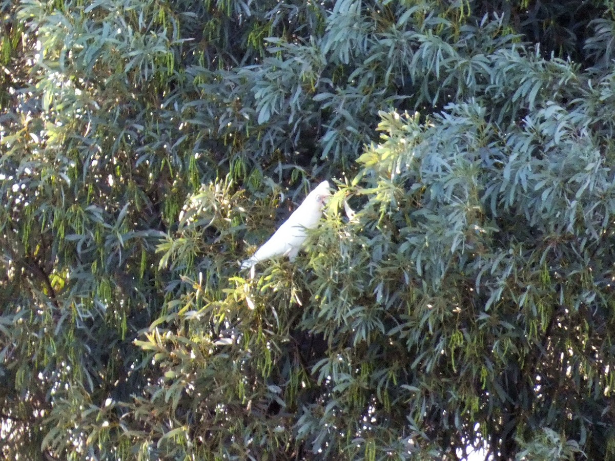 Little Corella - ML644841587