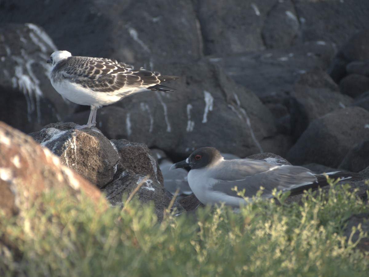 Swallow-tailed Gull - ML644841592