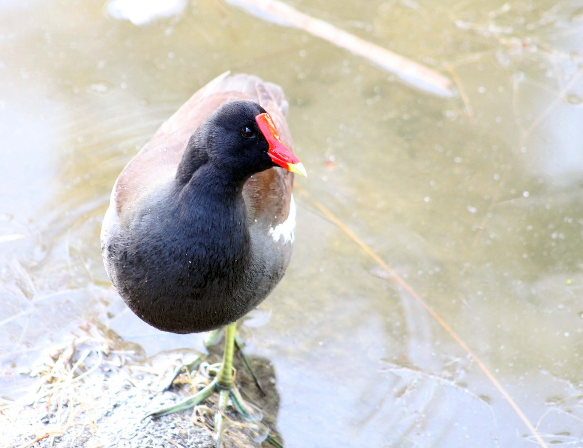 Common Gallinule - ML644841600