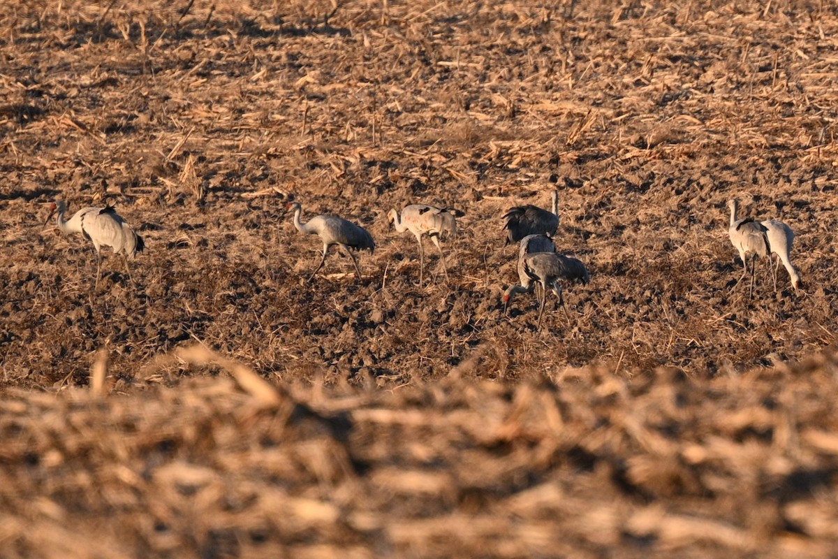 Sandhill Crane - ML644841611