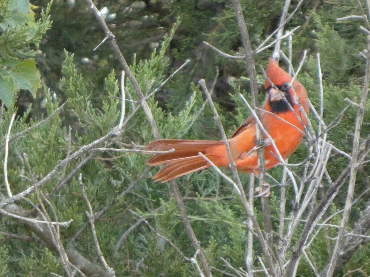 Rotkardinal - ML644841619