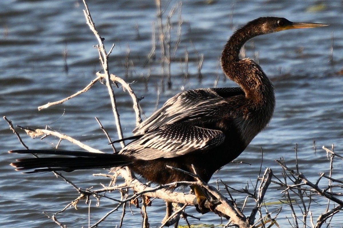 Anhinga - ML644841623