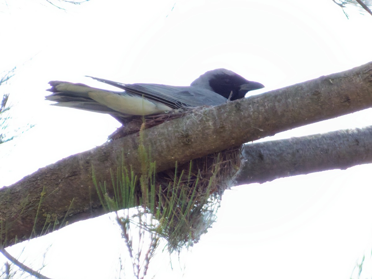 Black-faced Cuckooshrike - ML644841630