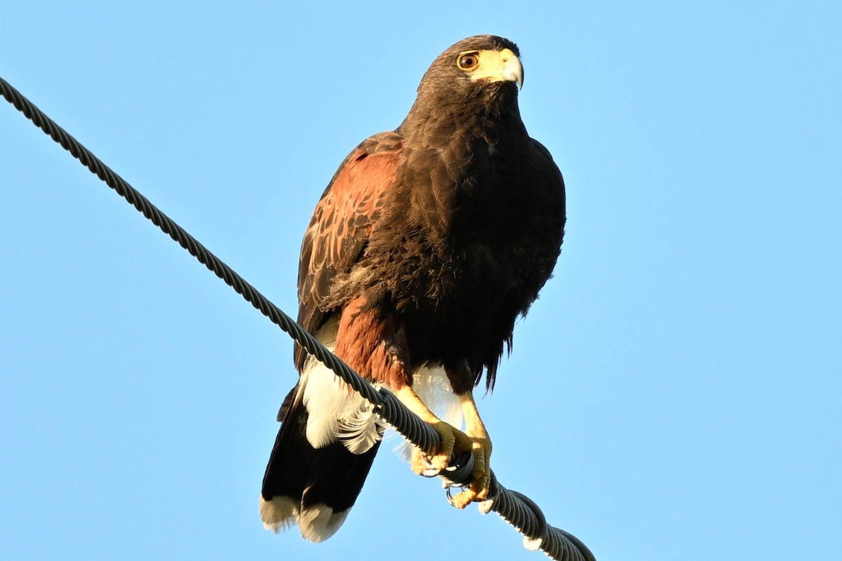 Harris's Hawk - ML644841631