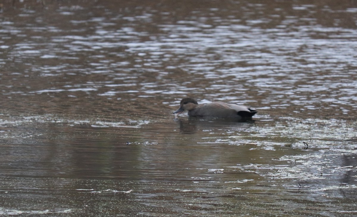 Gadwall - ML644841634