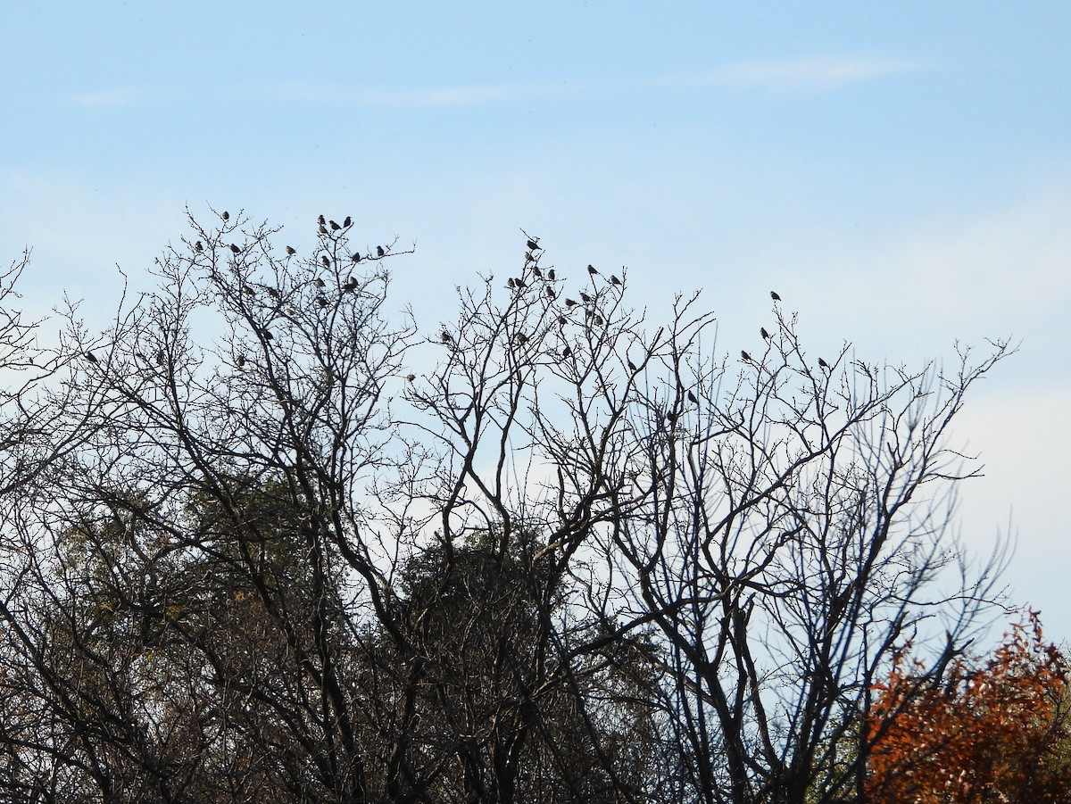 זרזיר מצוי - ML644841638