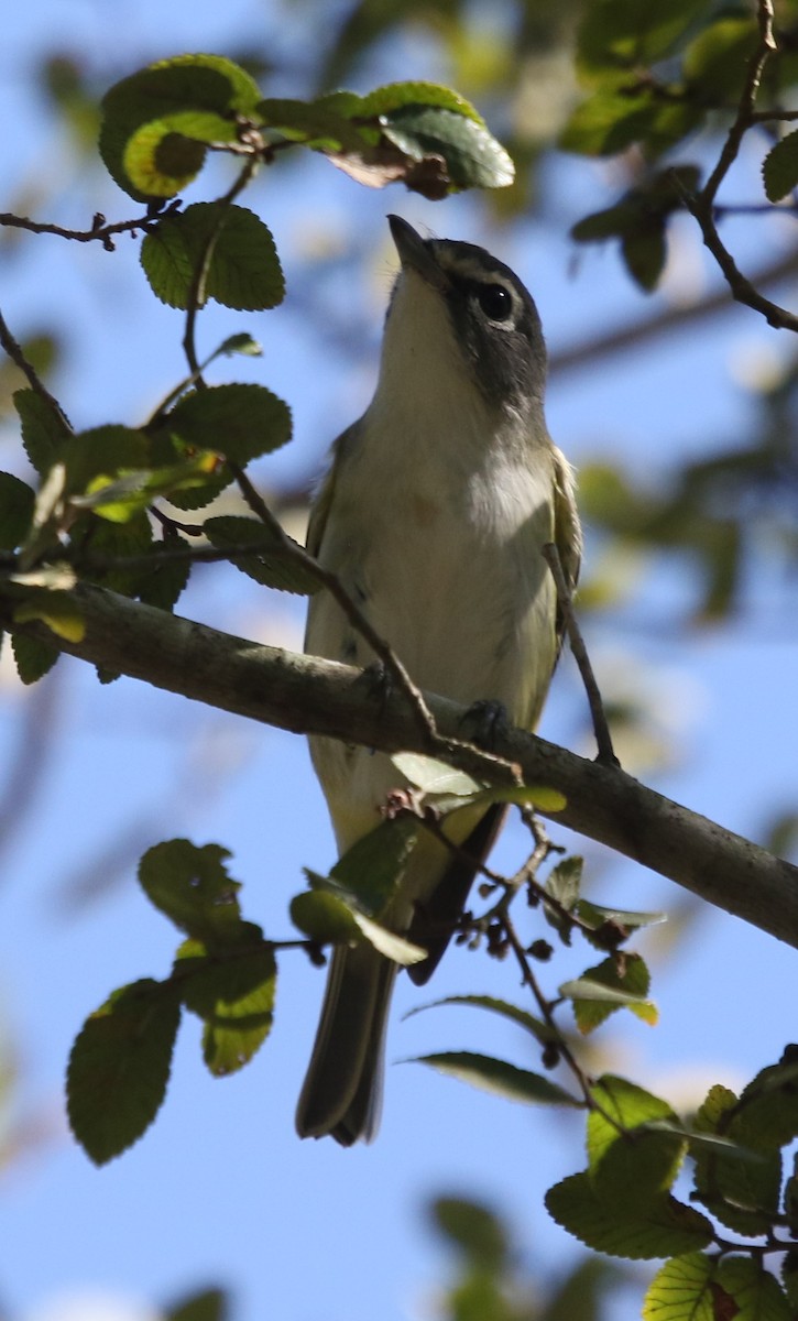 フタスジモズモドキ - ML644841644