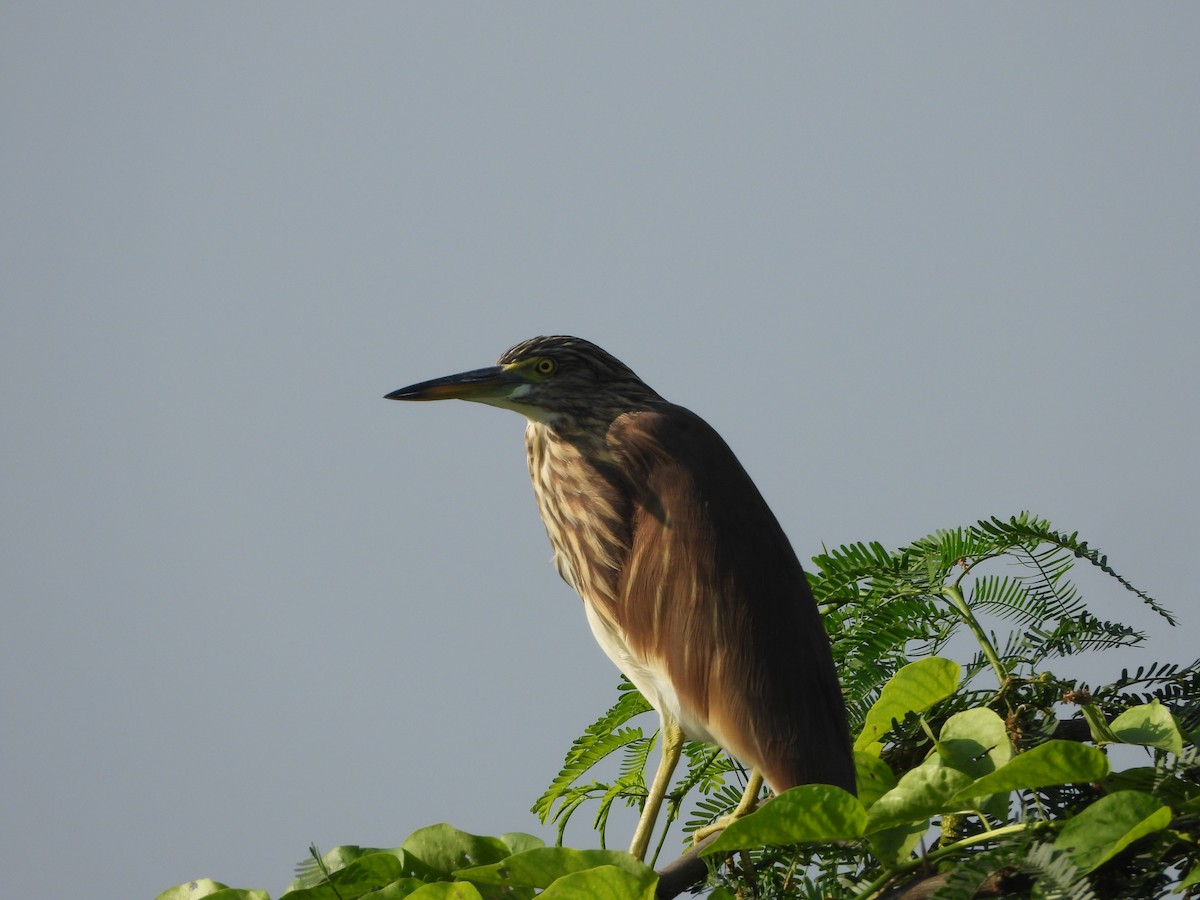 Индийская прудовая цапля - ML644841652