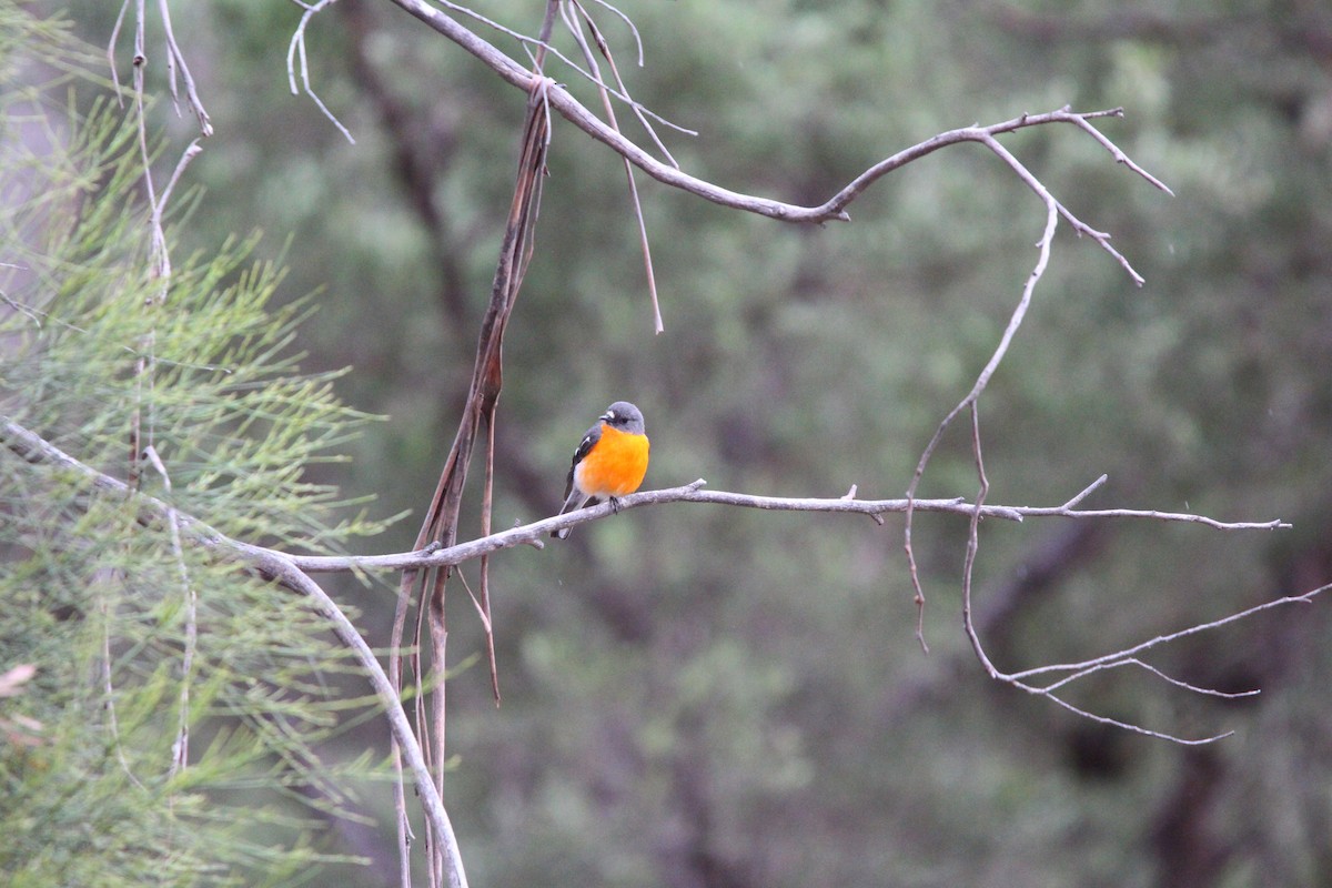 Flame Robin - ML644841653