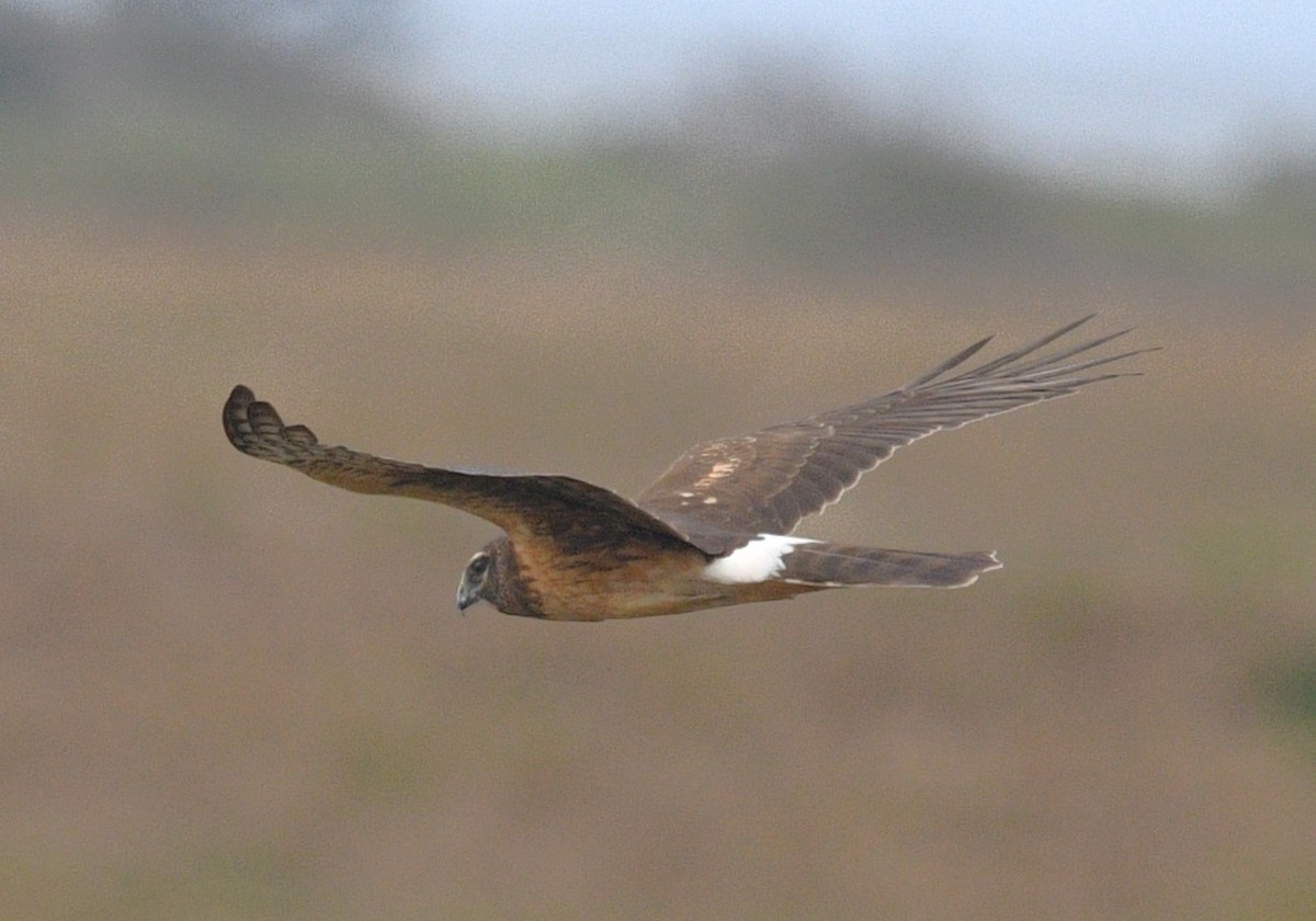 Northern Harrier - ML644841654