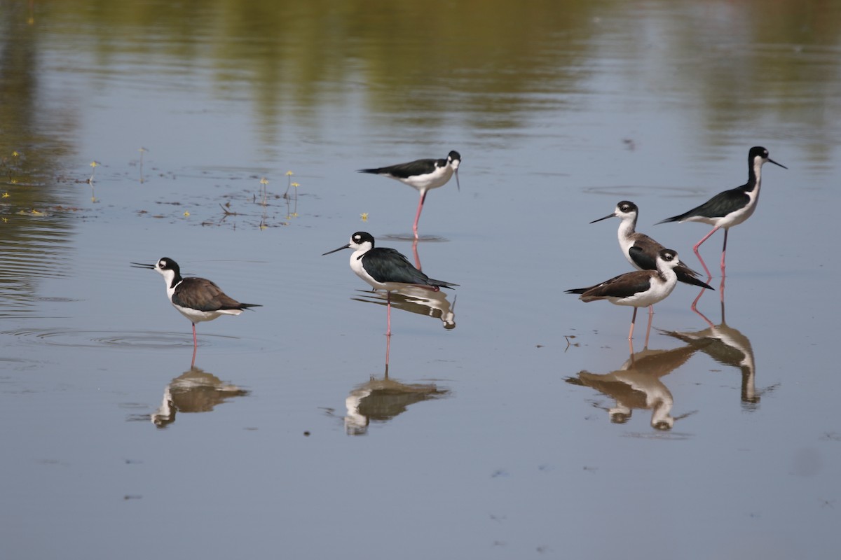 Black-necked Stilt (Black-necked) - ML644841656