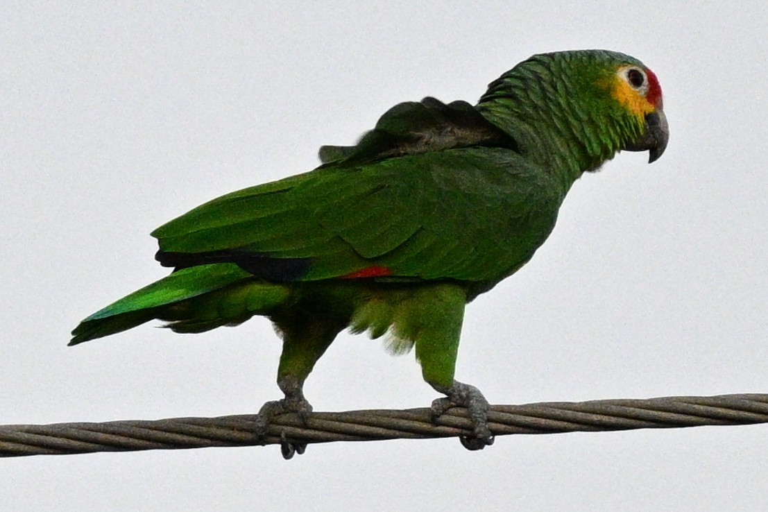 Red-lored Amazon - ML644841659