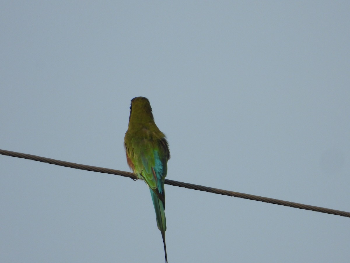 Blue-tailed Bee-eater - ML644841661