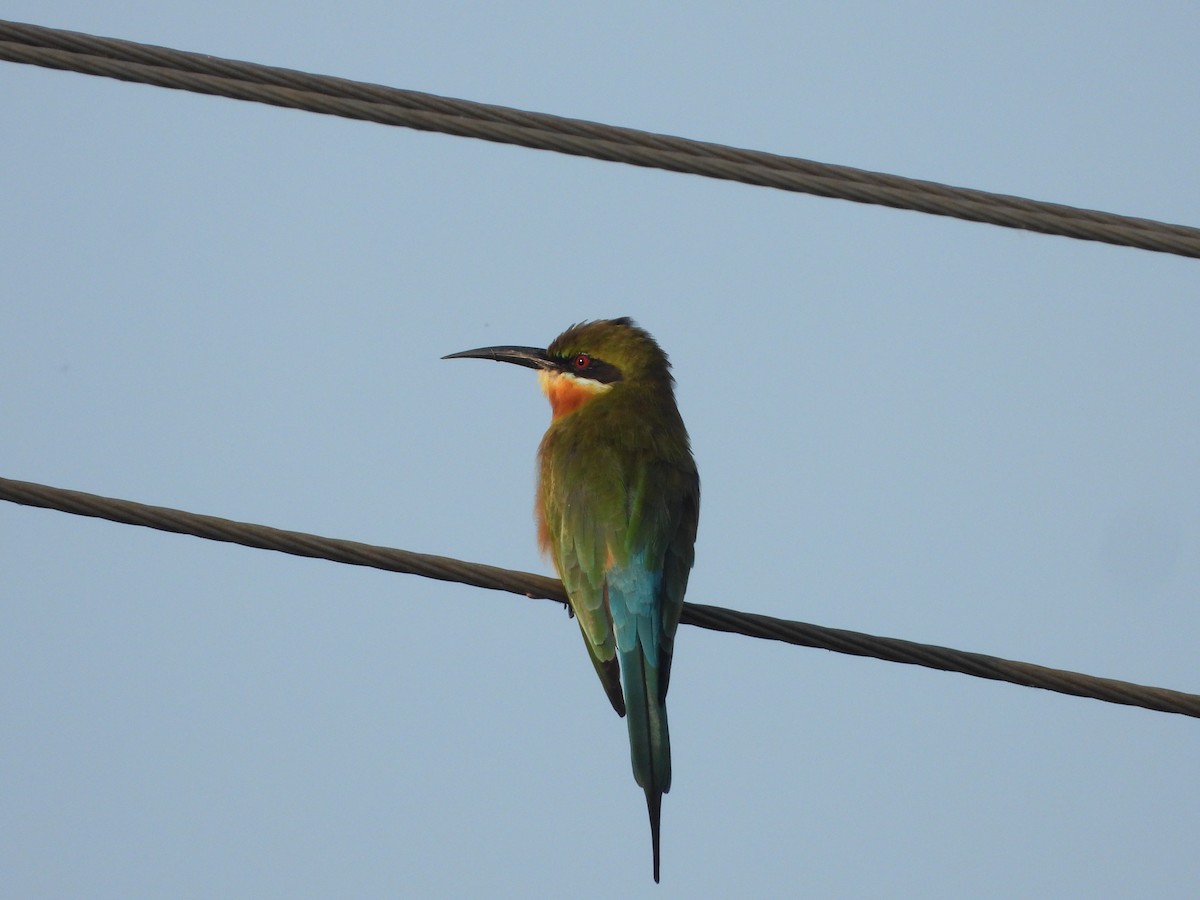 Blue-tailed Bee-eater - ML644841662