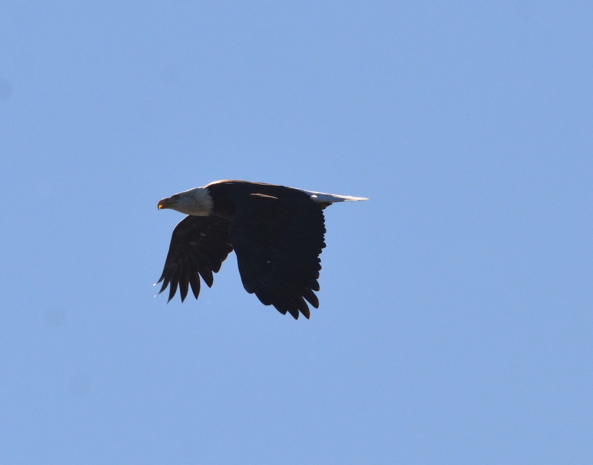 Itsas arrano buruzuria - ML644841663