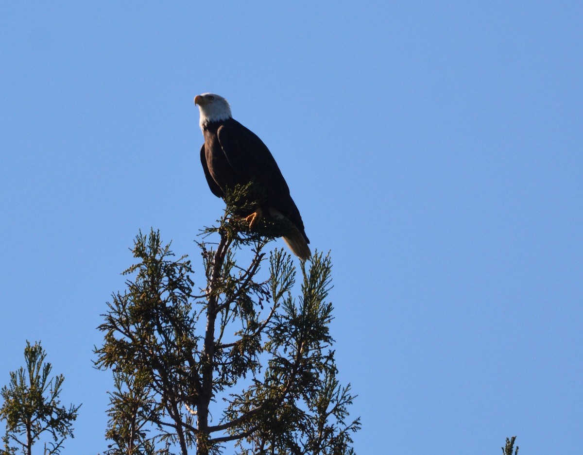 Itsas arrano buruzuria - ML644841664