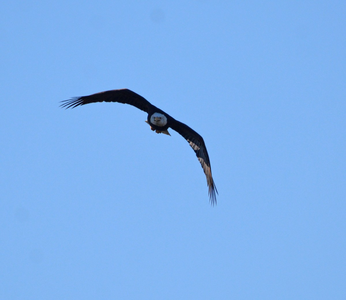 Itsas arrano buruzuria - ML644841666