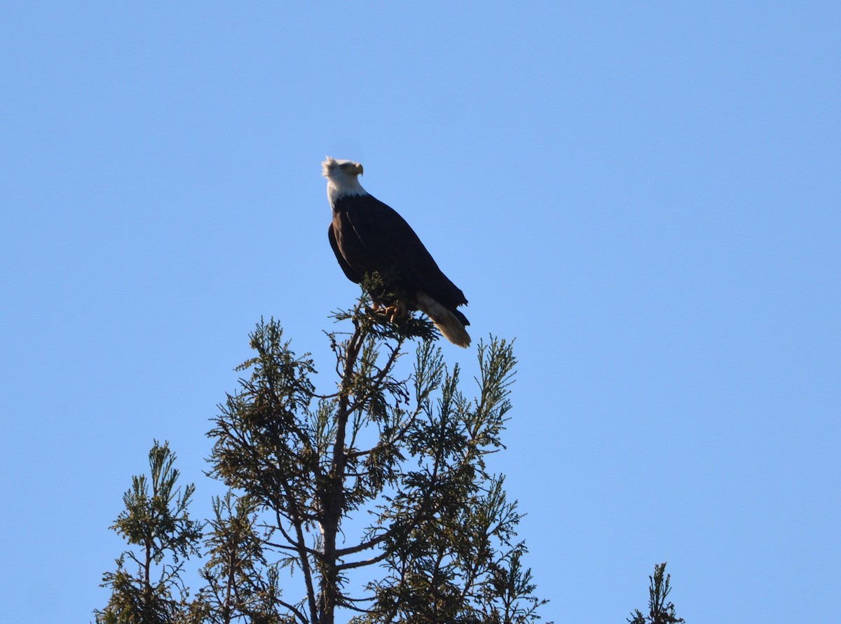 Itsas arrano buruzuria - ML644841667