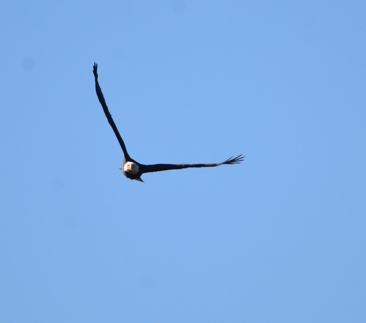 Itsas arrano buruzuria - ML644841668