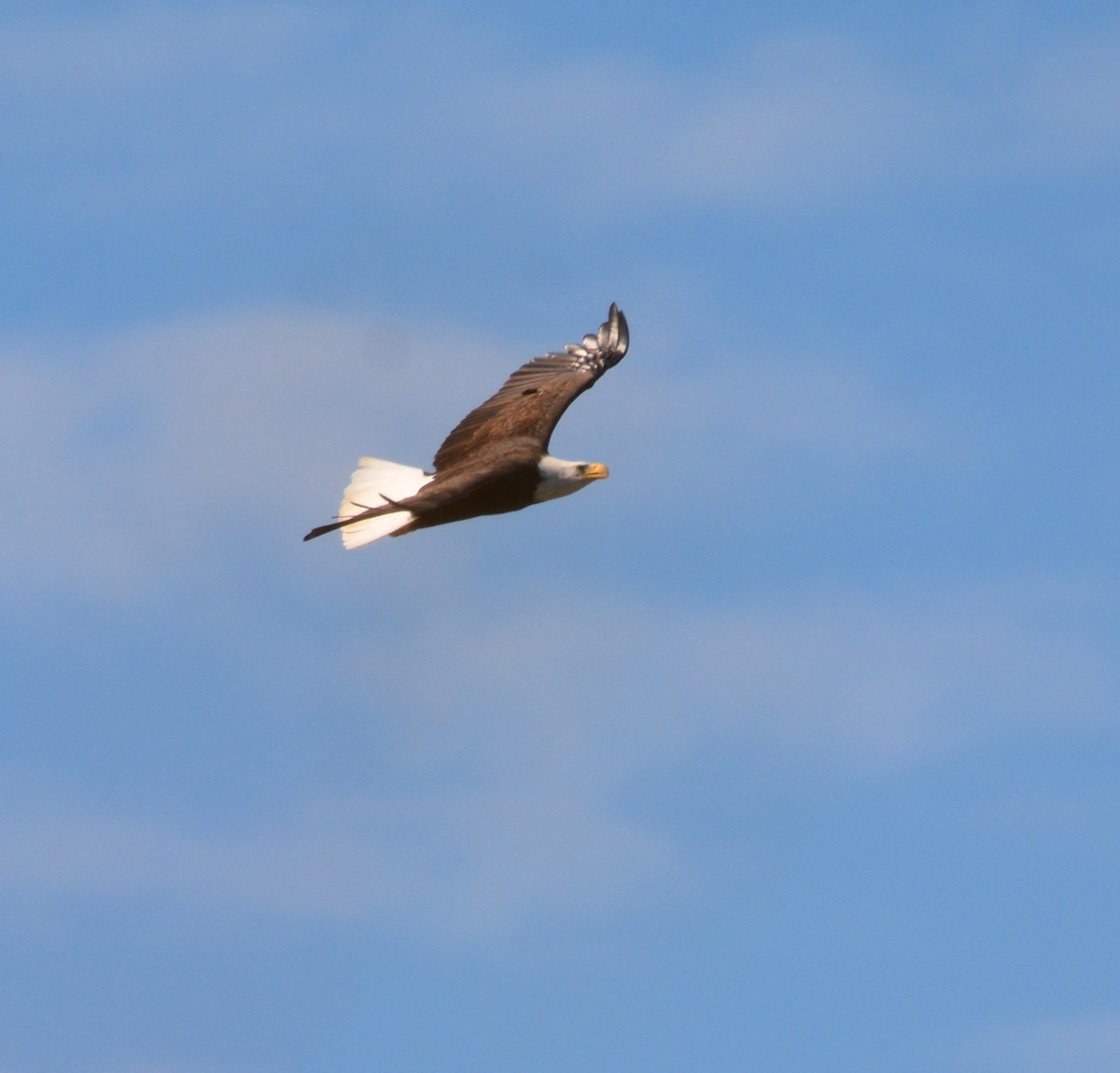 Itsas arrano buruzuria - ML644841669