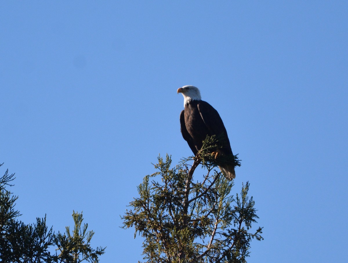 Itsas arrano buruzuria - ML644841670