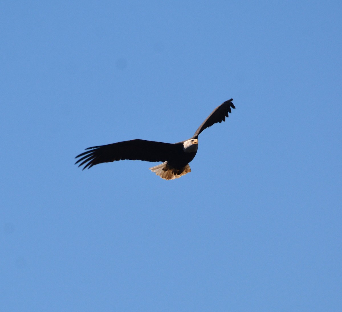 Itsas arrano buruzuria - ML644841671