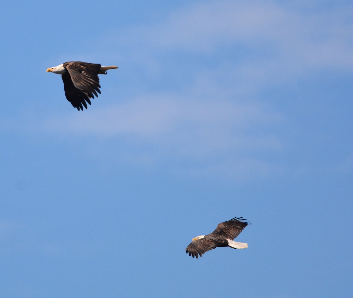 Itsas arrano buruzuria - ML644841672