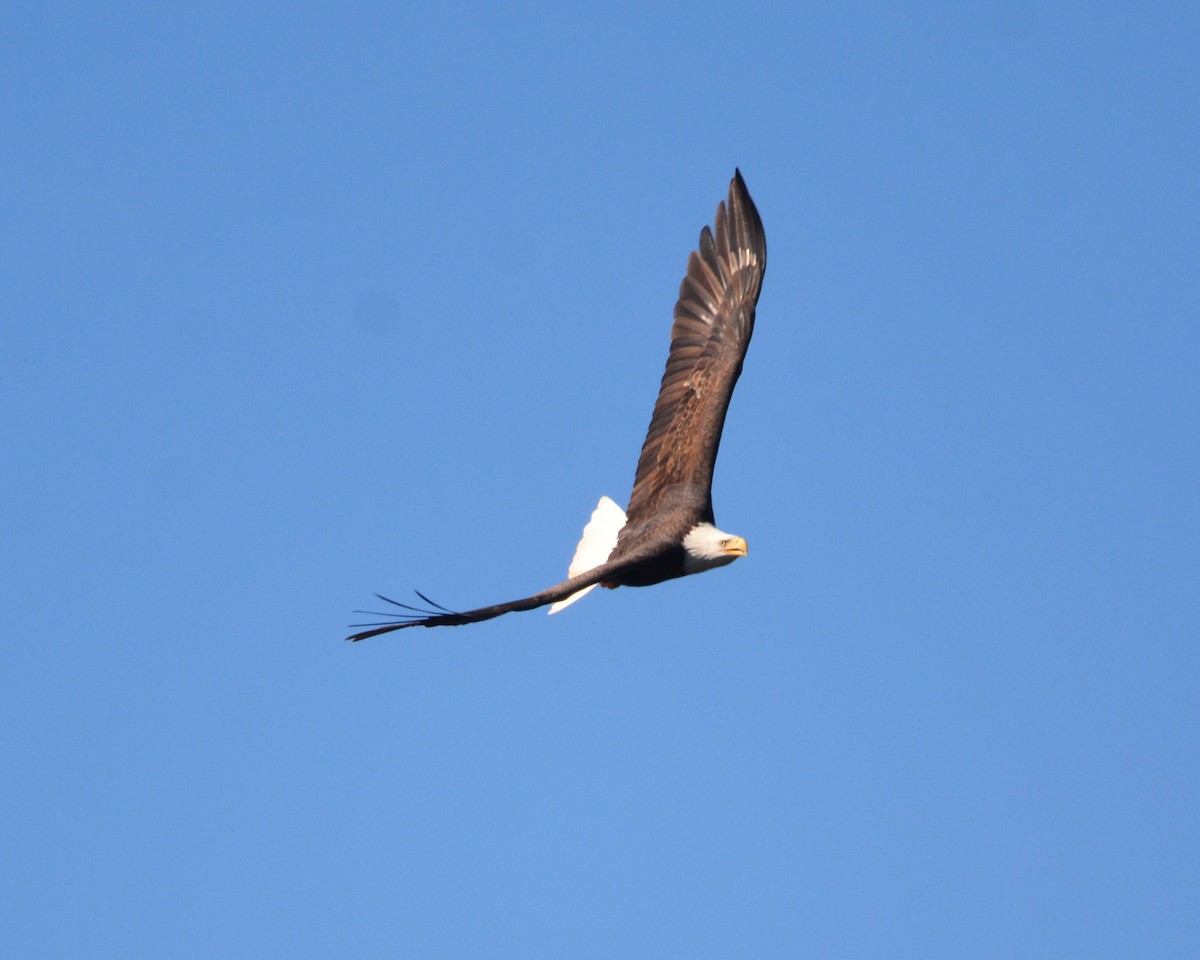 Itsas arrano buruzuria - ML644841673