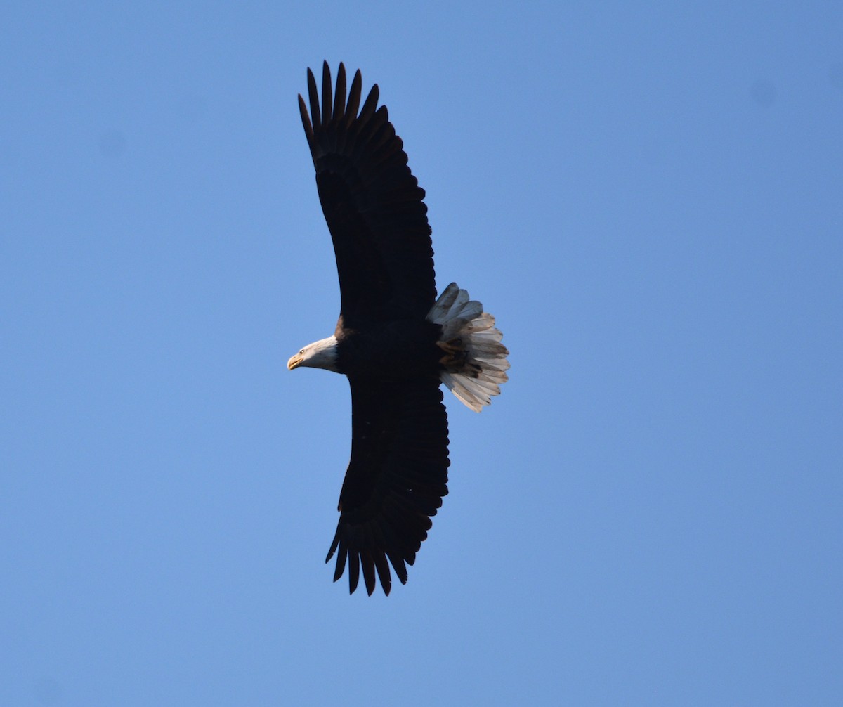 Itsas arrano buruzuria - ML644841674