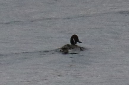 Ahate buztanluzea - ML644841675