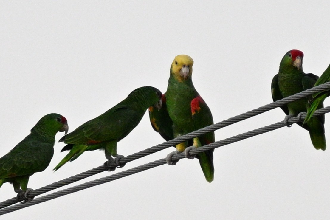 Yellow-headed Amazon - ML644841676