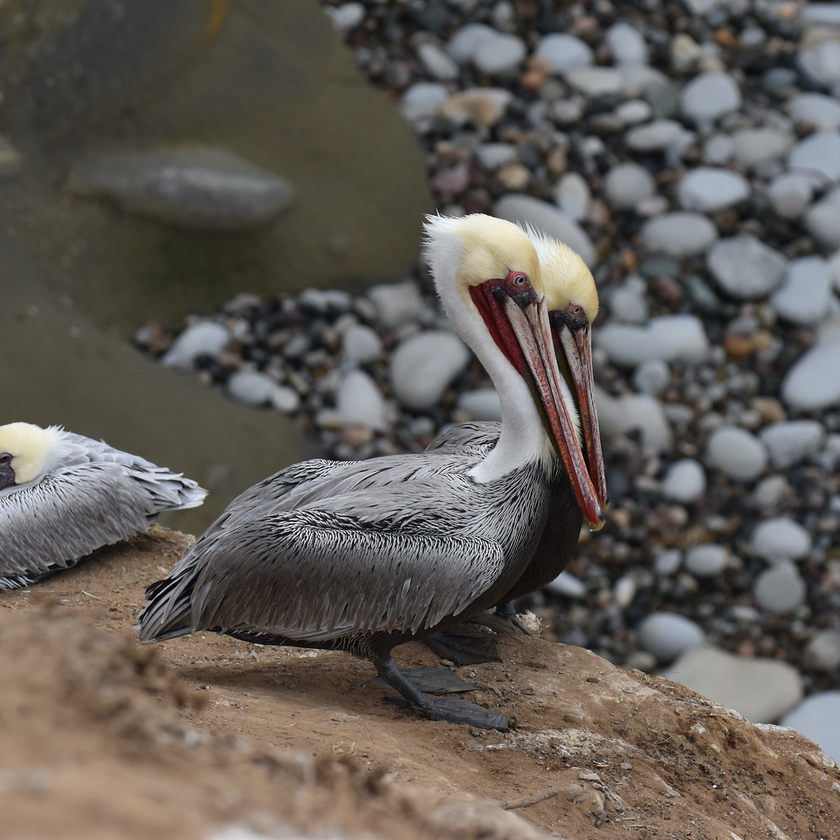 Pelikano arrea - ML644841677