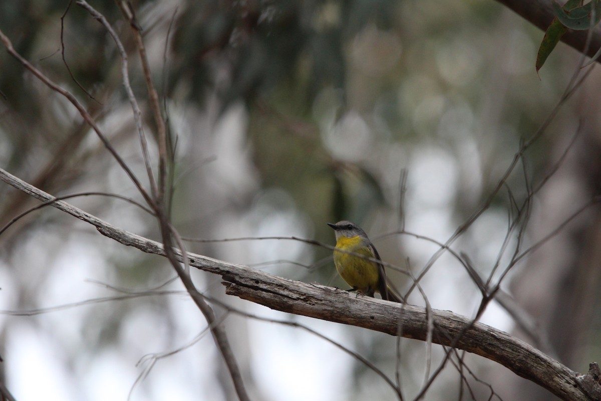 Eastern Yellow Robin - ML644841678