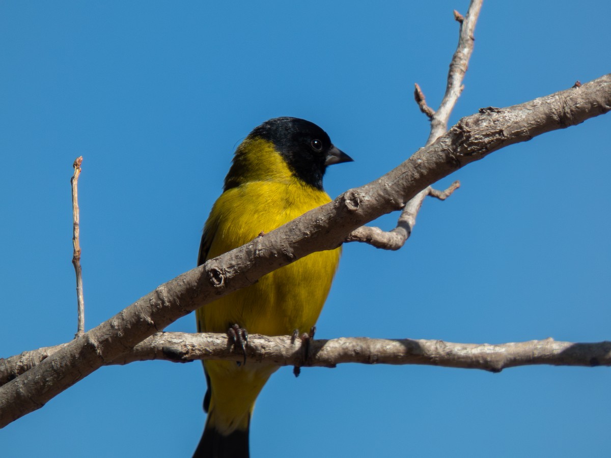 Hooded Siskin - ML644841680