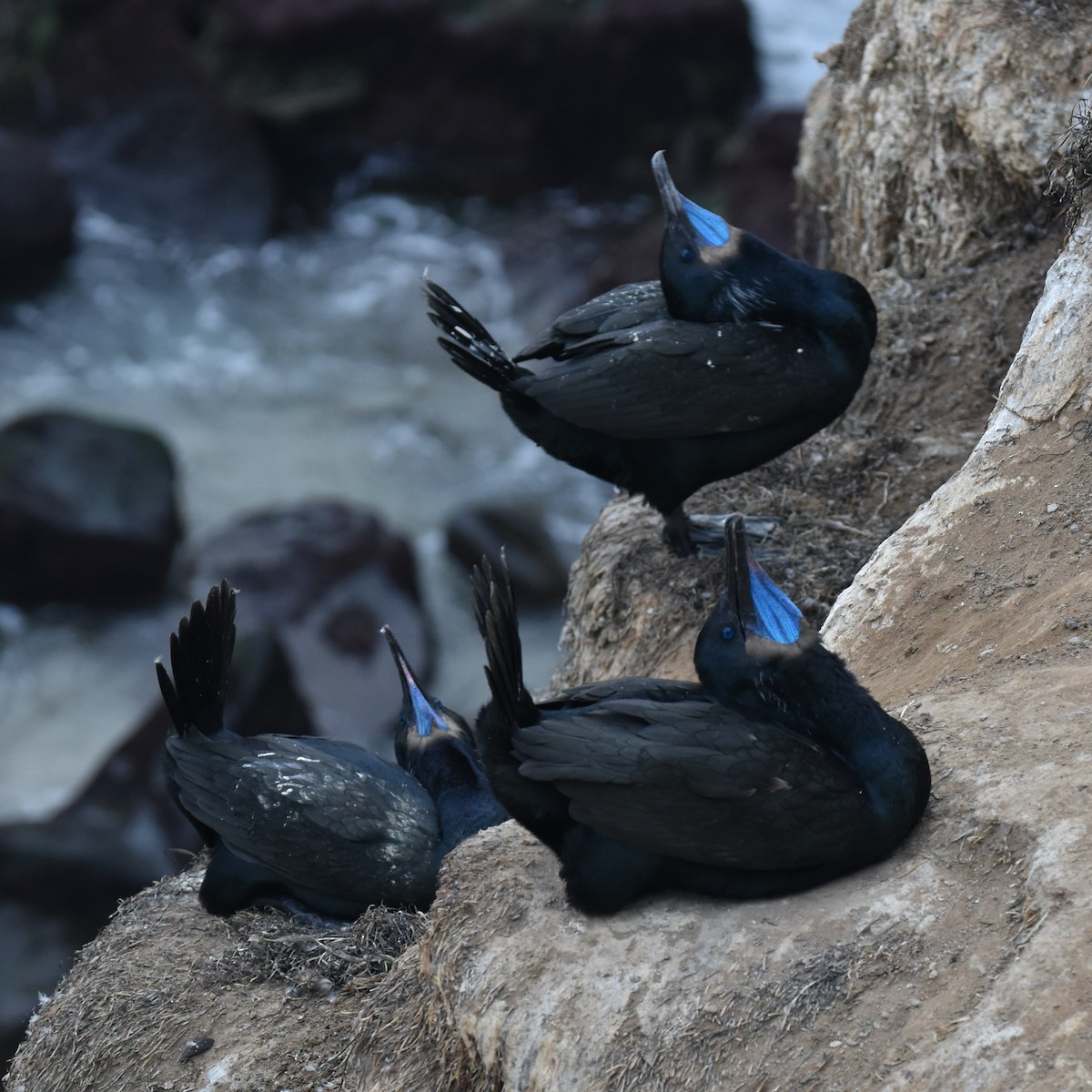 Brandt's Cormorant - ML644841681